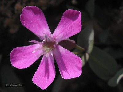 Petrocoptis grandiflora, photographed by José Luis Camaño