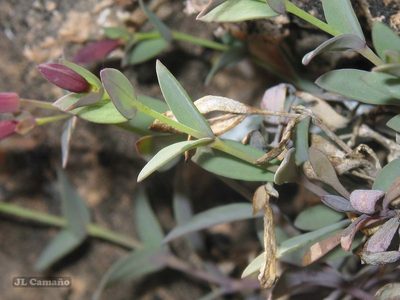 Petrocoptis grandiflora, photographed by José Luis Camaño