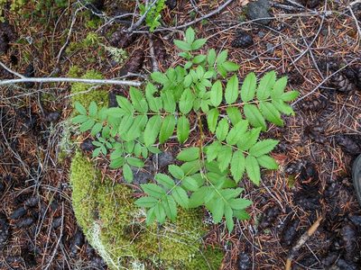 Sorbus scopulina, photographed by David Anderson