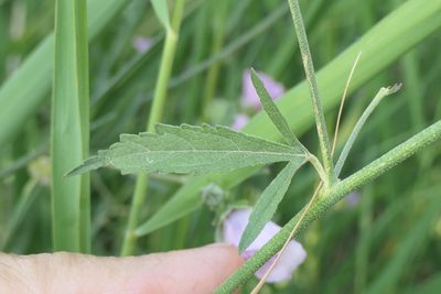 Althaea cannabina, photographed by Rafael Medina