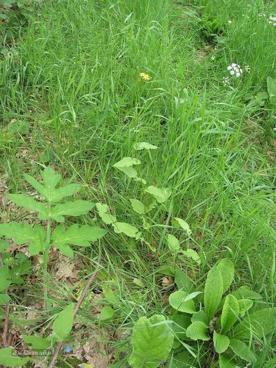 Crepis lampsanoides, photographed by José Luis Camaño