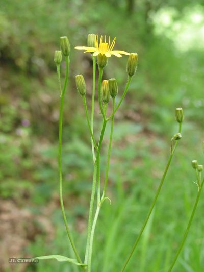 Crepis lampsanoides, photographed by José Luis Camaño