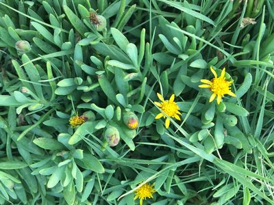 Jaumea carnosa, photographed by Katie McCoy