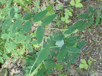 Lathyrus venosus, photographed by Mary Krieger