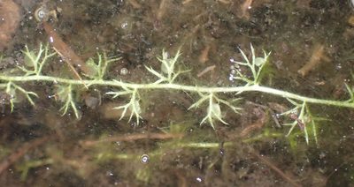 Utricularia minor, photographed by Thomas Gyselinck