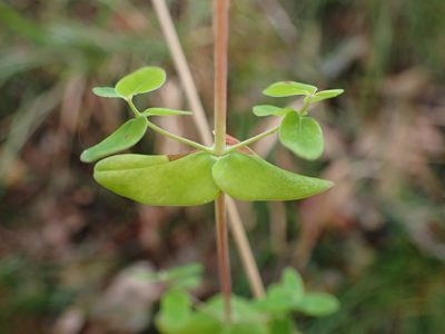 Hypericum pulchrum, photographed by Skjold Søndergaard