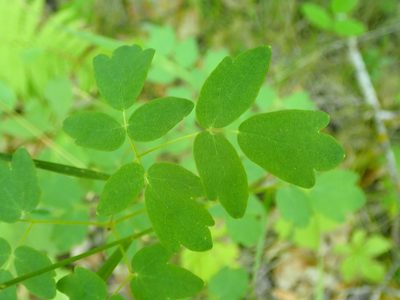 Thalictrum dasycarpum, photographed by Mary Krieger