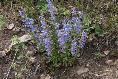 Penstemon virens, photographed by Mike Duran