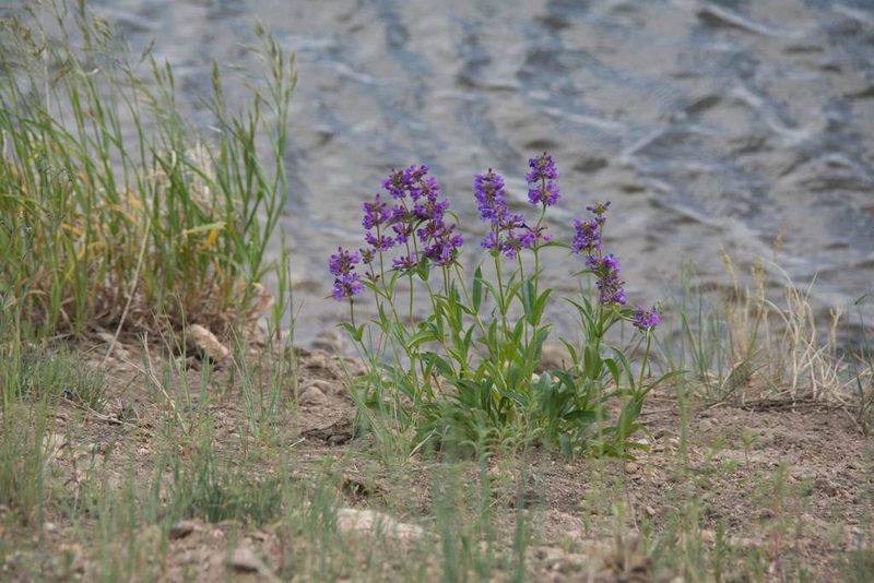 Penstemon rydbergii, photographed by Mike Duran