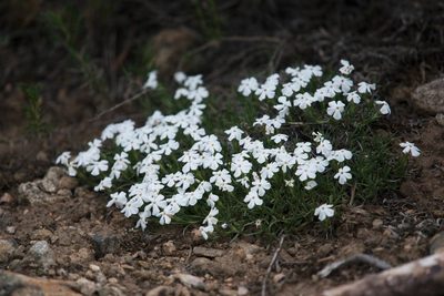Phlox multiflora, photographed by Mike Duran