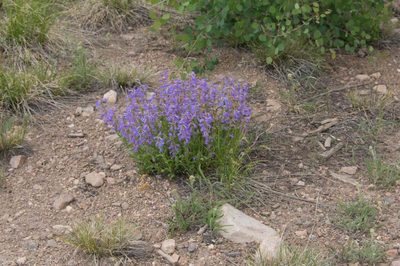 Penstemon virens, photographed by Mike Duran