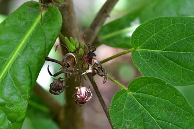 Urostephanus medusae, photographed by Neptalí Ramírez Marcial