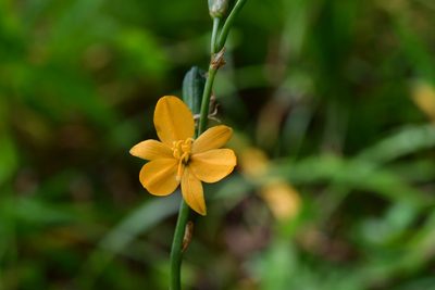 Echeandia skinneri, photographed by Neptalí Ramírez Marcial