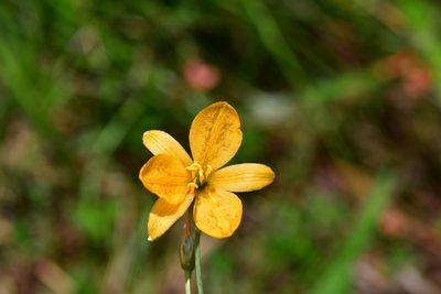 Echeandia skinneri, photographed by Neptalí Ramírez Marcial