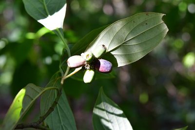 Cornus disciflora, photographed by Neptalí Ramírez Marcial