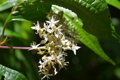 Cornus excelsa, photographed by Neptalí Ramírez Marcial