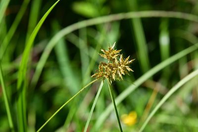 Cyperus manimae, photographed by Neptalí Ramírez Marcial