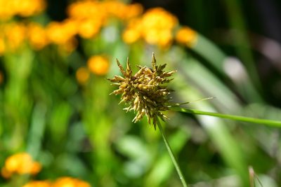 Cyperus manimae, photographed by Neptalí Ramírez Marcial
