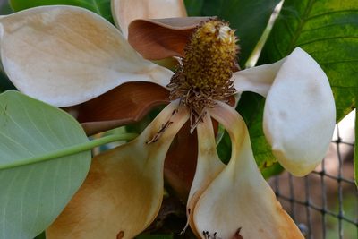 Magnolia sharpii, photographed by Neptalí Ramírez Marcial