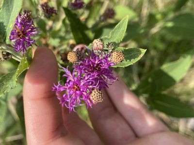 Vernonia baldwinii, photographed by Haley Daniels
