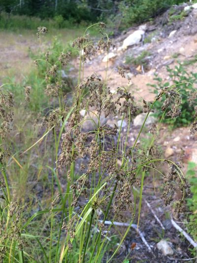 Scirpus atrocinctus, photographed by Étienne Lacroix-Carignan