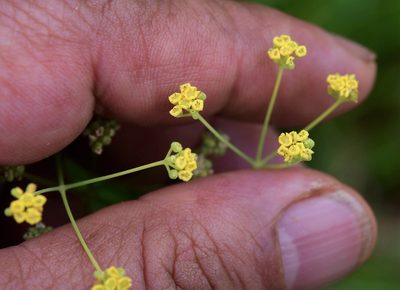 Donnellsmithia juncea, photographed by Neptalí Ramírez Marcial