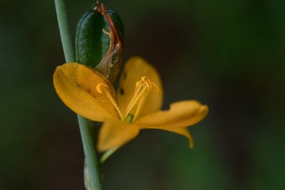 Echeandia skinneri, photographed by Neptalí Ramírez Marcial