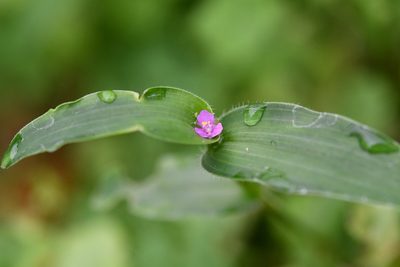 Tripogandra purpurascens, photographed by Neptalí Ramírez Marcial