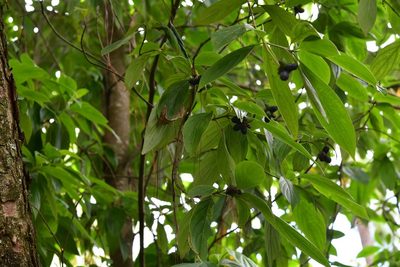 Cornus disciflora, photographed by Neptalí Ramírez Marcial