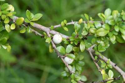 Randia chiapensis, photographed by Neptalí Ramírez Marcial