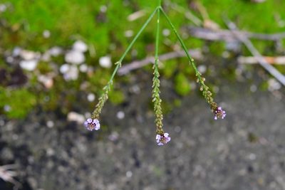 Verbena carolina, photographed by Neptalí Ramírez Marcial