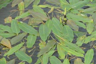 Potamogeton nodosus, photographed by Татьяна Горбушина