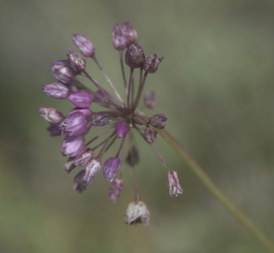 Allium rubens, photographed by Pavel Komkov