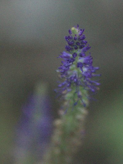 Veronica porphyriana, photographed by Pavel Komkov