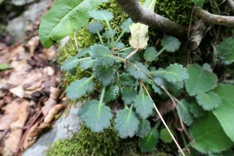 Saxifraga hirsuta, photographed by Rafael Medina