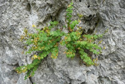 Hypericum nummularium, photographed by Rafael Medina