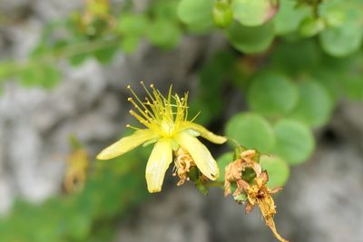 Hypericum nummularium, photographed by Rafael Medina