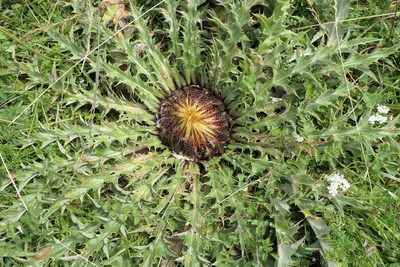 Carlina acanthifolia, photographed by Rafael Medina