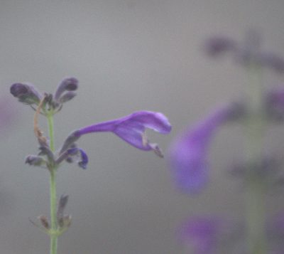 Nepeta sibirica, photographed by Pavel Komkov