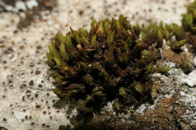Lewinskya striata, photographed by Rafael Medina