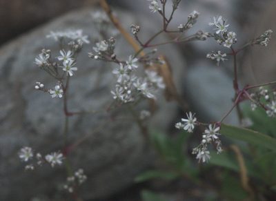 Gypsophila altissima, photographed by Pavel Komkov