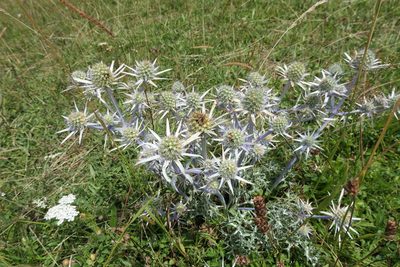 Eryngium bourgatii, photographed by Rafael Medina