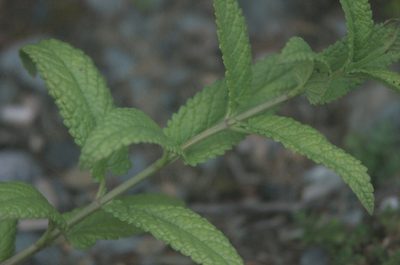 Nepeta sibirica, photographed by Pavel Komkov