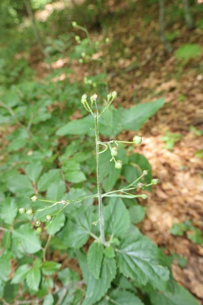 Scrophularia alpestris, photographed by Rafael Medina