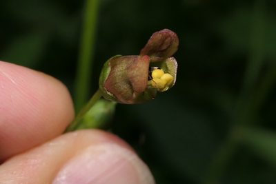Scrophularia alpestris, photographed by Rafael Medina