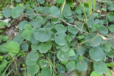 Saxifraga hirsuta, photographed by Rafael Medina