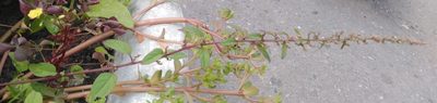 Lipandra polysperma, photographed by Татьяна Горбушина