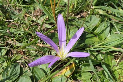 Colchicum montanum, photographed by Rafael Medina