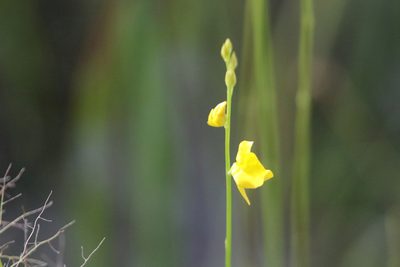 Utricularia juncea, photographed by Kim
