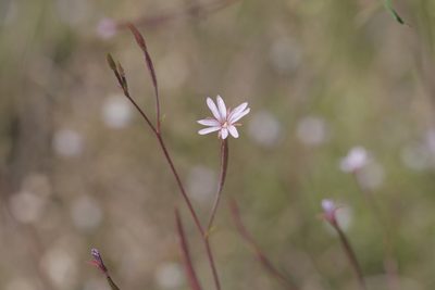 Epilobium brachycarpum, photographed by Nico